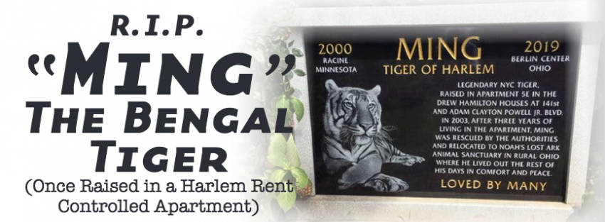 Apartment Management Magazine R.I.P “Ming” The Bengal Tiger